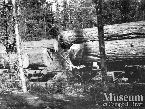 Wilson and Brady logging