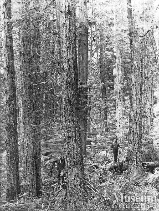 A stand of timber on Redonda Island