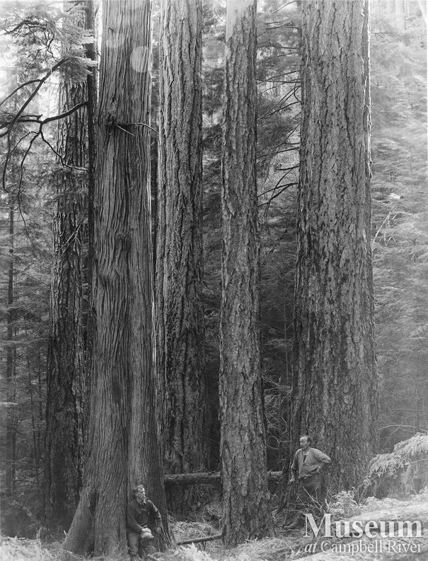 Stand of timber on Thurlow Island