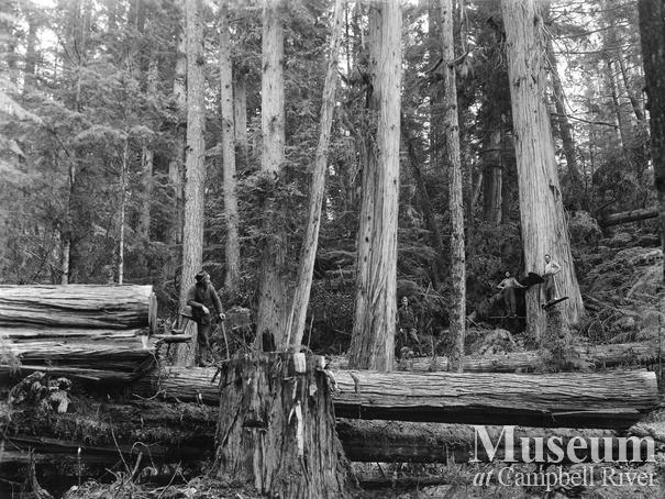 View of fallen cedar logs