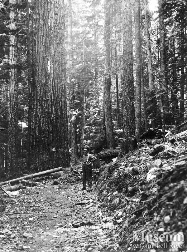 J. Phelps beside a stand of timber near Elk Bay
