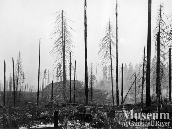 The Sayward Forest Fire